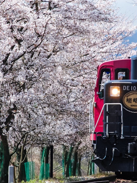 Sagano Romantic Train passing through cherry blossom trees in Kyoto, Japan.