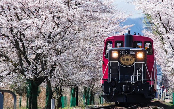 Sagano Romantic Train passing through cherry blossom trees in Kyoto, Japan.