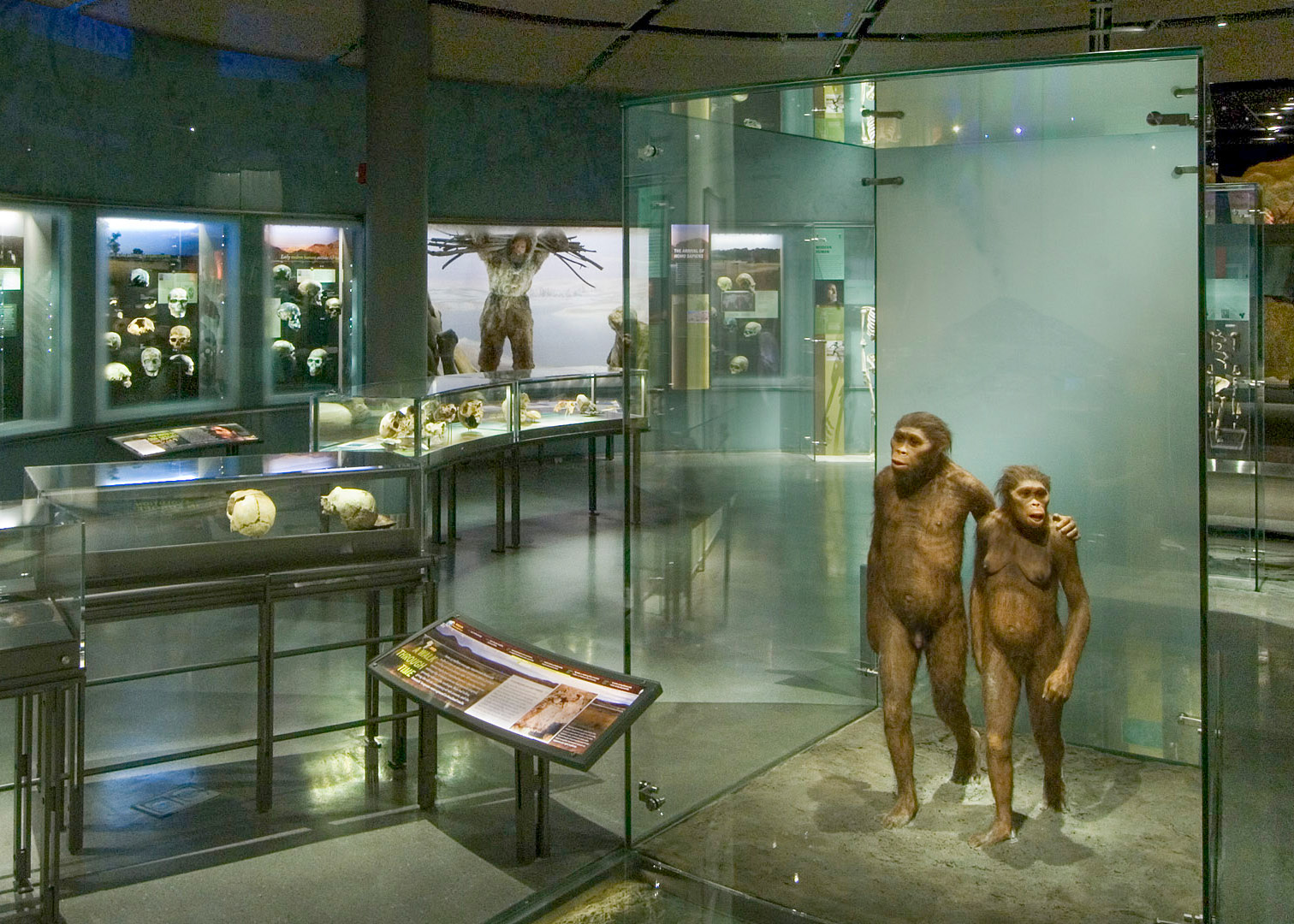 Smithsonian Hall of Human Origins exhibit, Washington D.C., showcasing early human evolution displays.