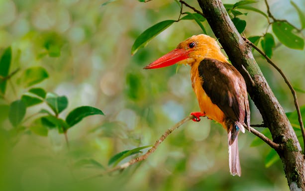 Kingfisher perched on a branch in lush greenery, seen during James Bond Island tour.