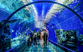 Guests exploring the Aquarium of the Bay tunnel in San Francisco, viewing marine life.