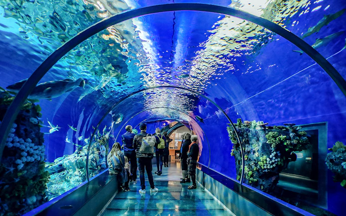 Guests exploring the Aquarium of the Bay tunnel in San Francisco, viewing marine life.