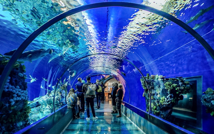 Guests exploring the Aquarium of the Bay tunnel in San Francisco, viewing marine life.