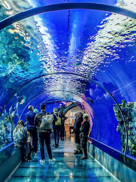 Guests exploring the Aquarium of the Bay tunnel in San Francisco, viewing marine life.