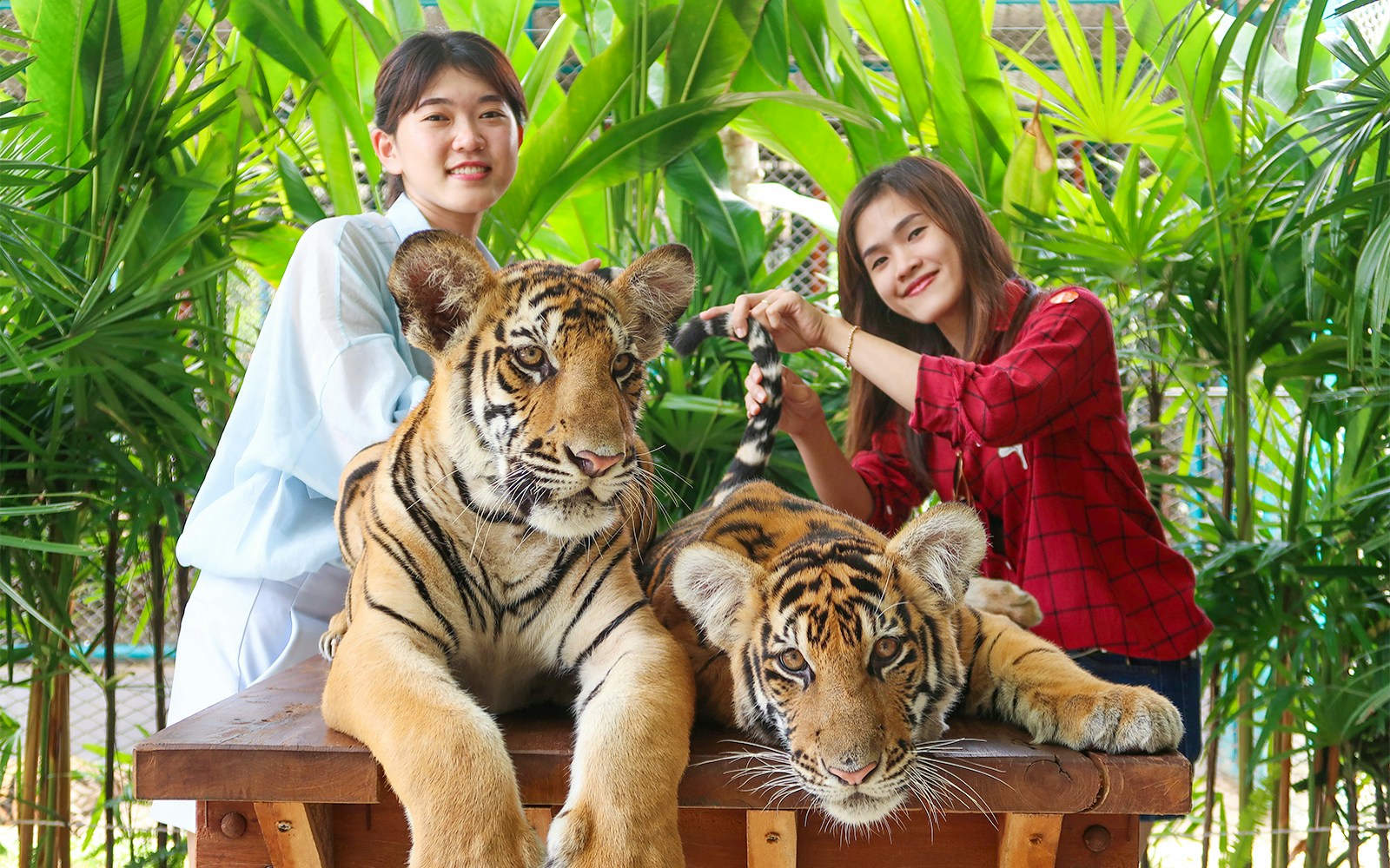 Tiger Park Pattaya