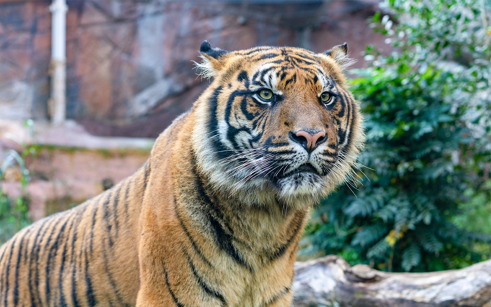 Tiger at Rome Bioparco, part of the 48-hour hop-on hop-off tour experience.