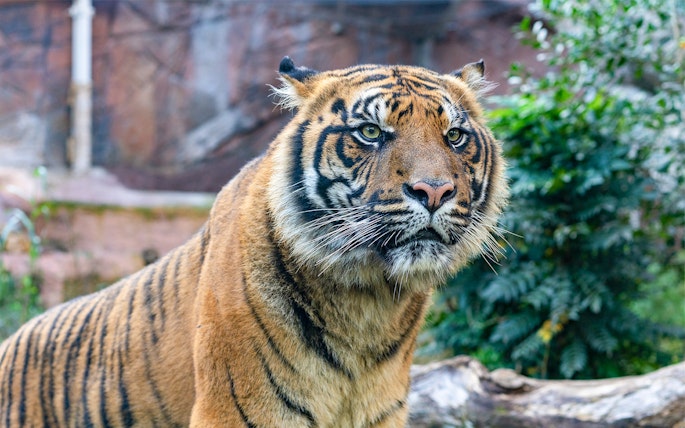 Tiger at Rome Bioparco, part of the 48-hour hop-on hop-off tour experience.