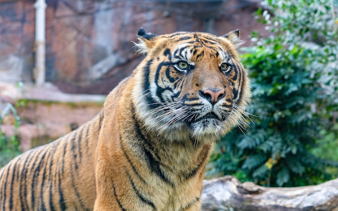 Tiger at Rome Bioparco, part of the 48-hour hop-on hop-off tour experience.