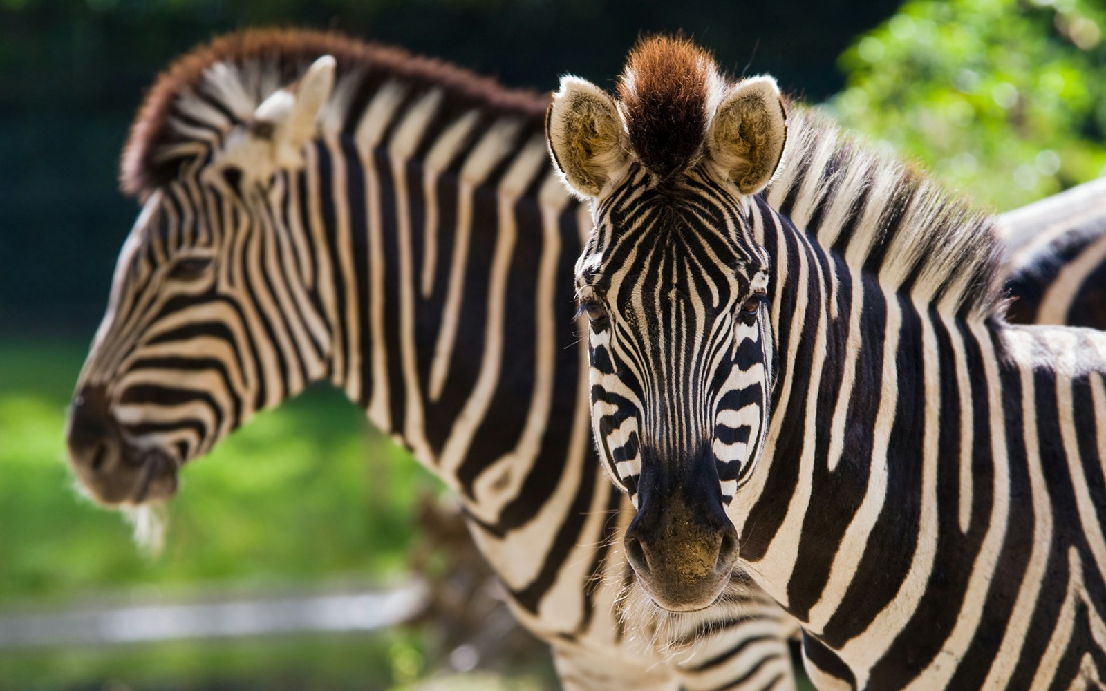 Wildlife Park residents