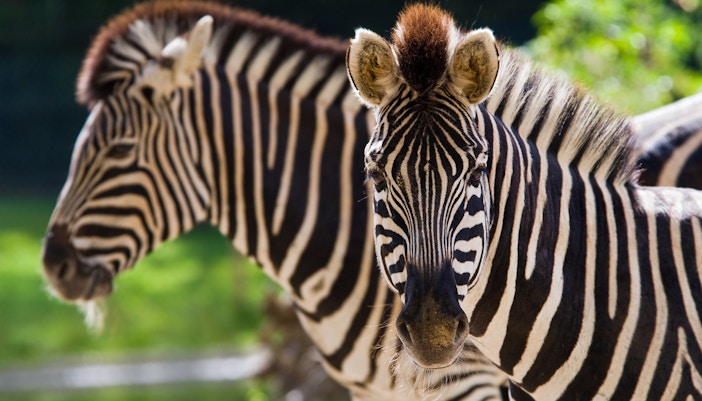 Prague Zoo - African Herbivores