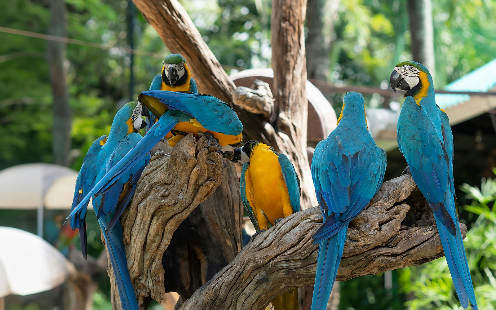 Macaws perched on a tree branch at Safari World Bangkok.