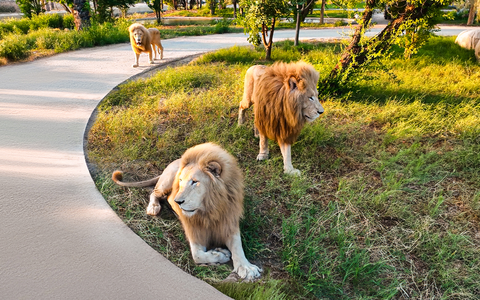 تذاكر دبي سفاري بارك