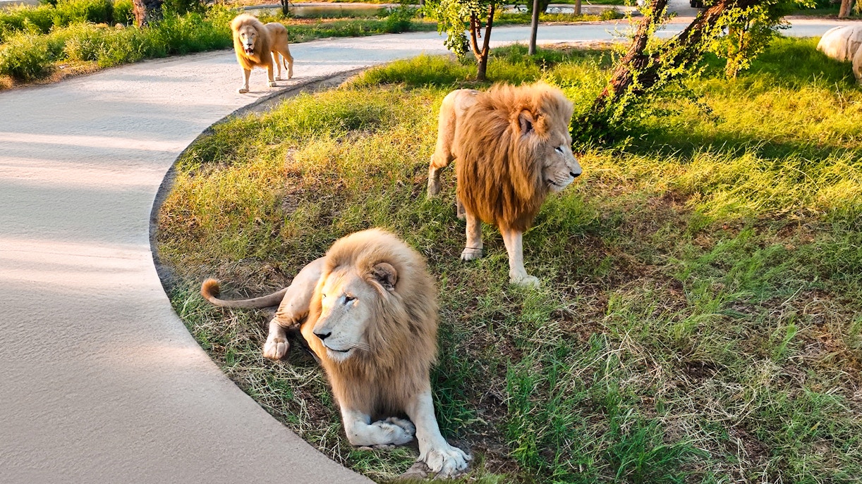 تذاكر دبي سفاري بارك