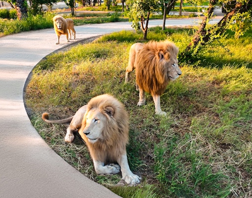 Dubai Safari Park Tickets