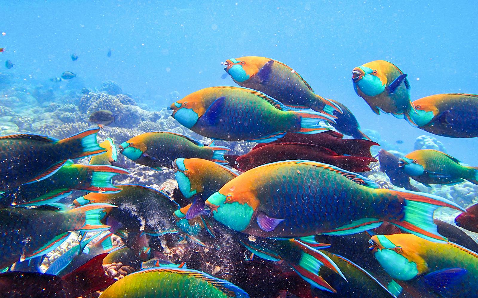 Colorful parrotfish swimming over coral reef in clear ocean waters.