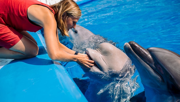 Woman interacting with beluga whale and dolphin in blue water at marine encounter.