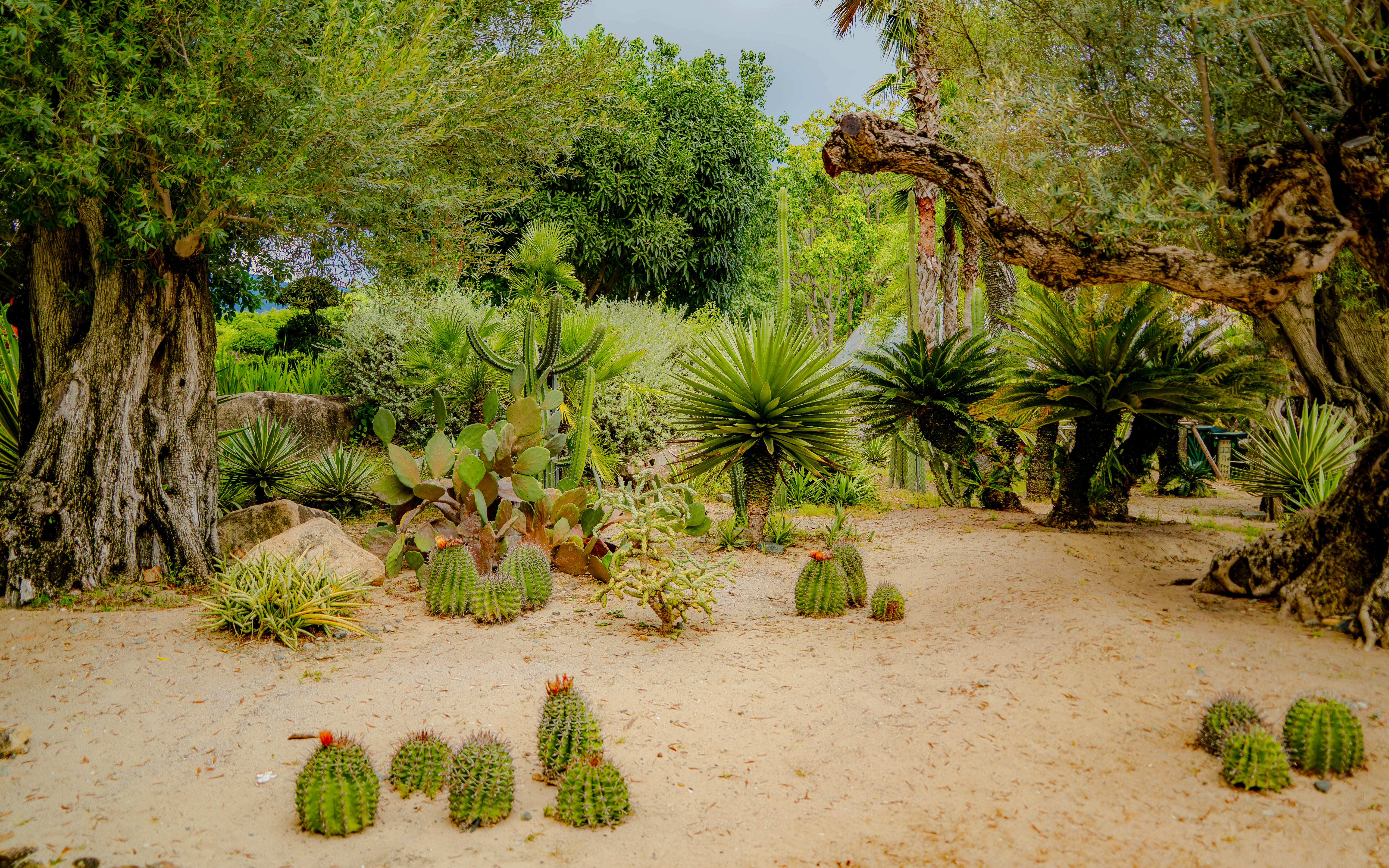 The flora of the desert, Vinpearl Amusement Island Theme Park, Nha trang