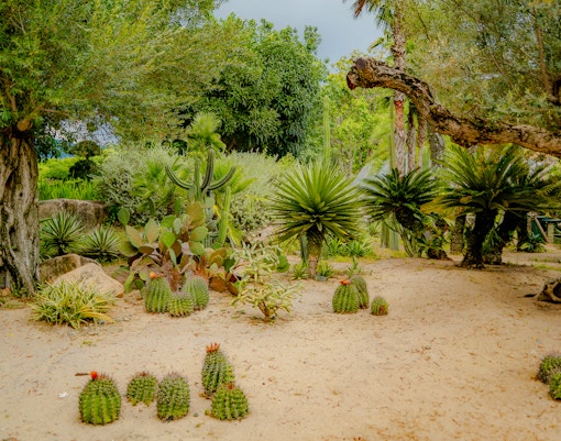 The flora of the desert, Vinpearl Amusement Island Theme Park, Nha trang