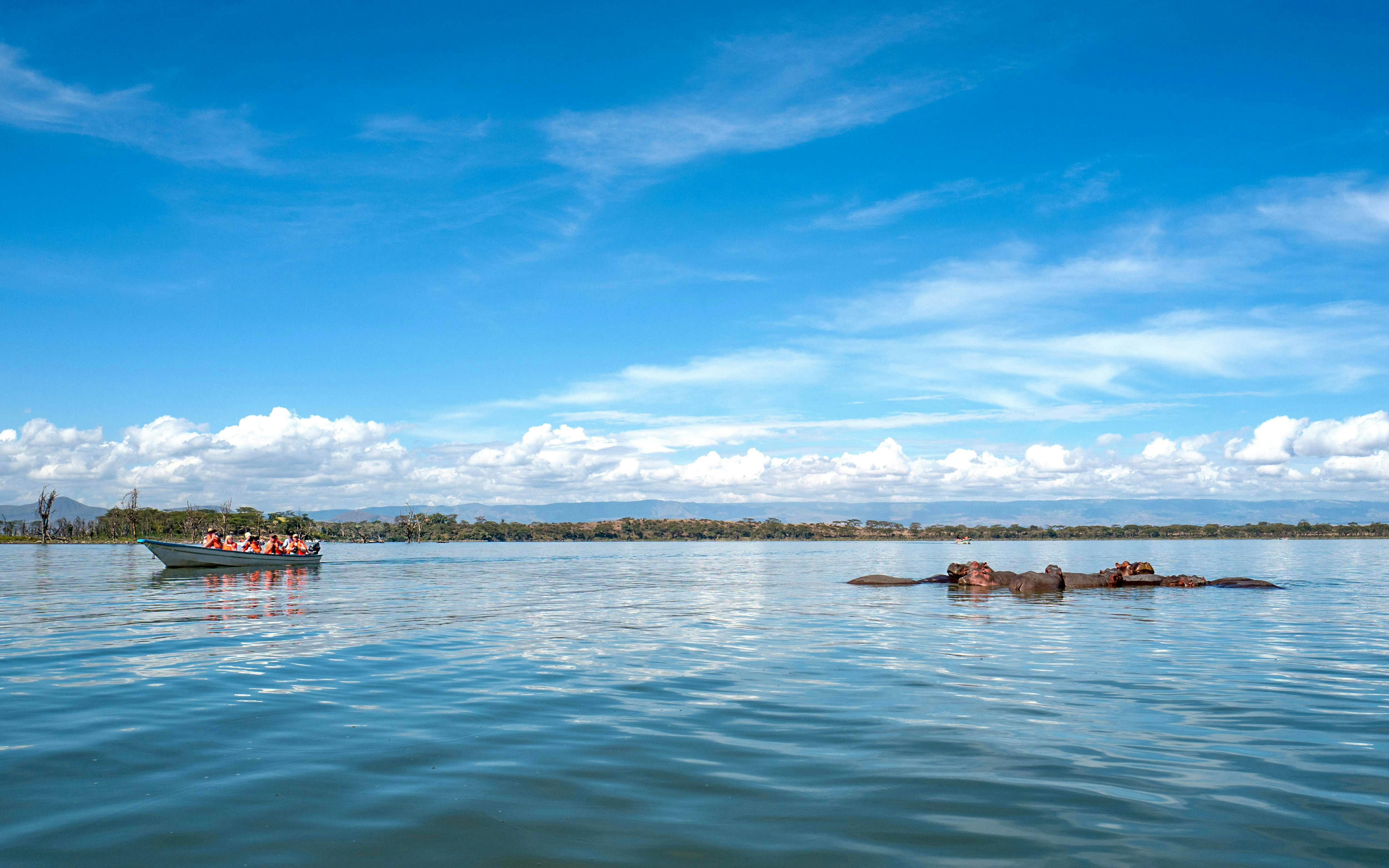 Boat tour near hippopotamuses in Lake Naivasha, Nairobi, Kenya.