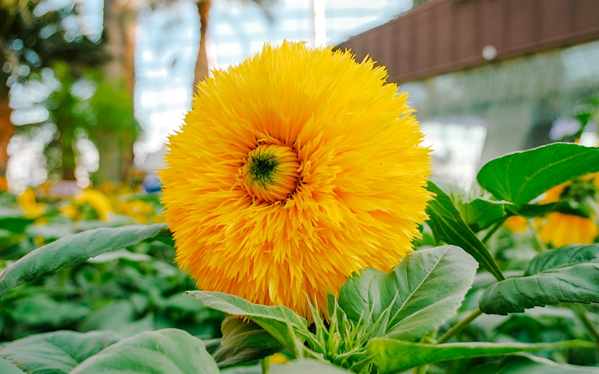 Sunflower in bloom at Gardens by the Bay, Singapore.