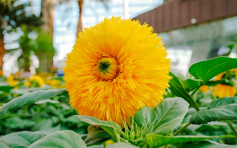 Sunflower in bloom at Gardens by the Bay, Singapore.