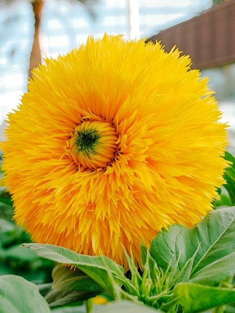 Sunflower in bloom at Gardens by the Bay, Singapore.