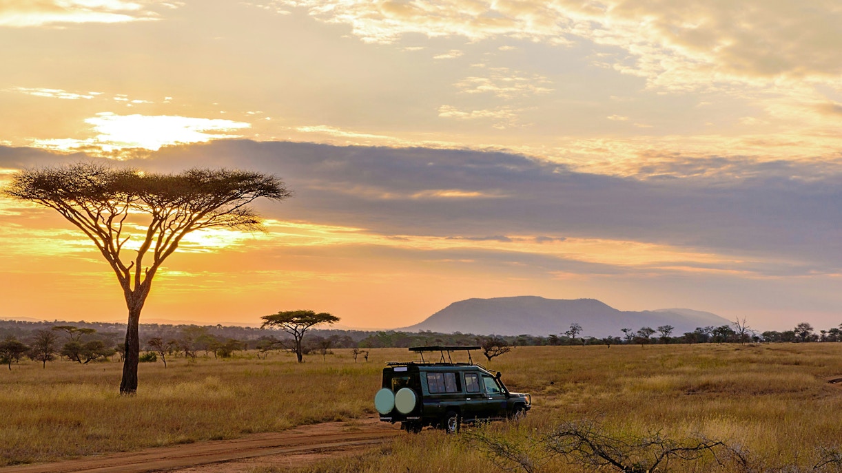 Safari vehicle under acacia trees at sunset