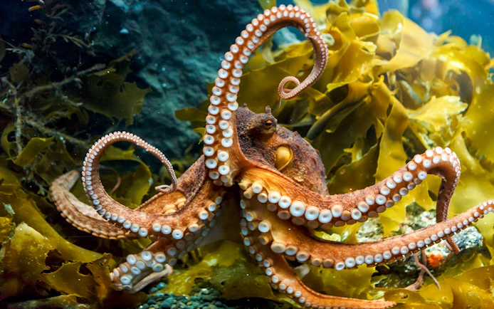 Octopus among seaweed at SEA LIFE Kelly Tarlton's Aquarium, Auckland.