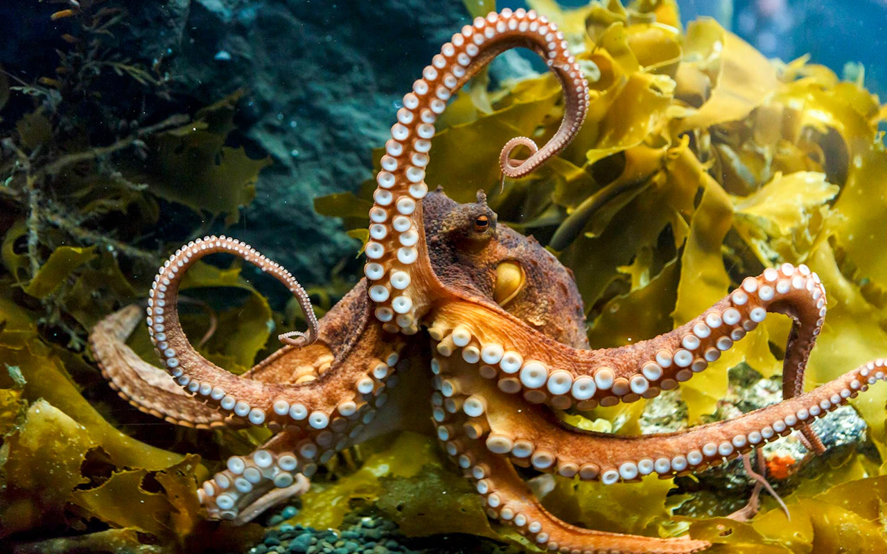 Sea Life Kelly Tarlton's Aquarium Entry Tickets — 3