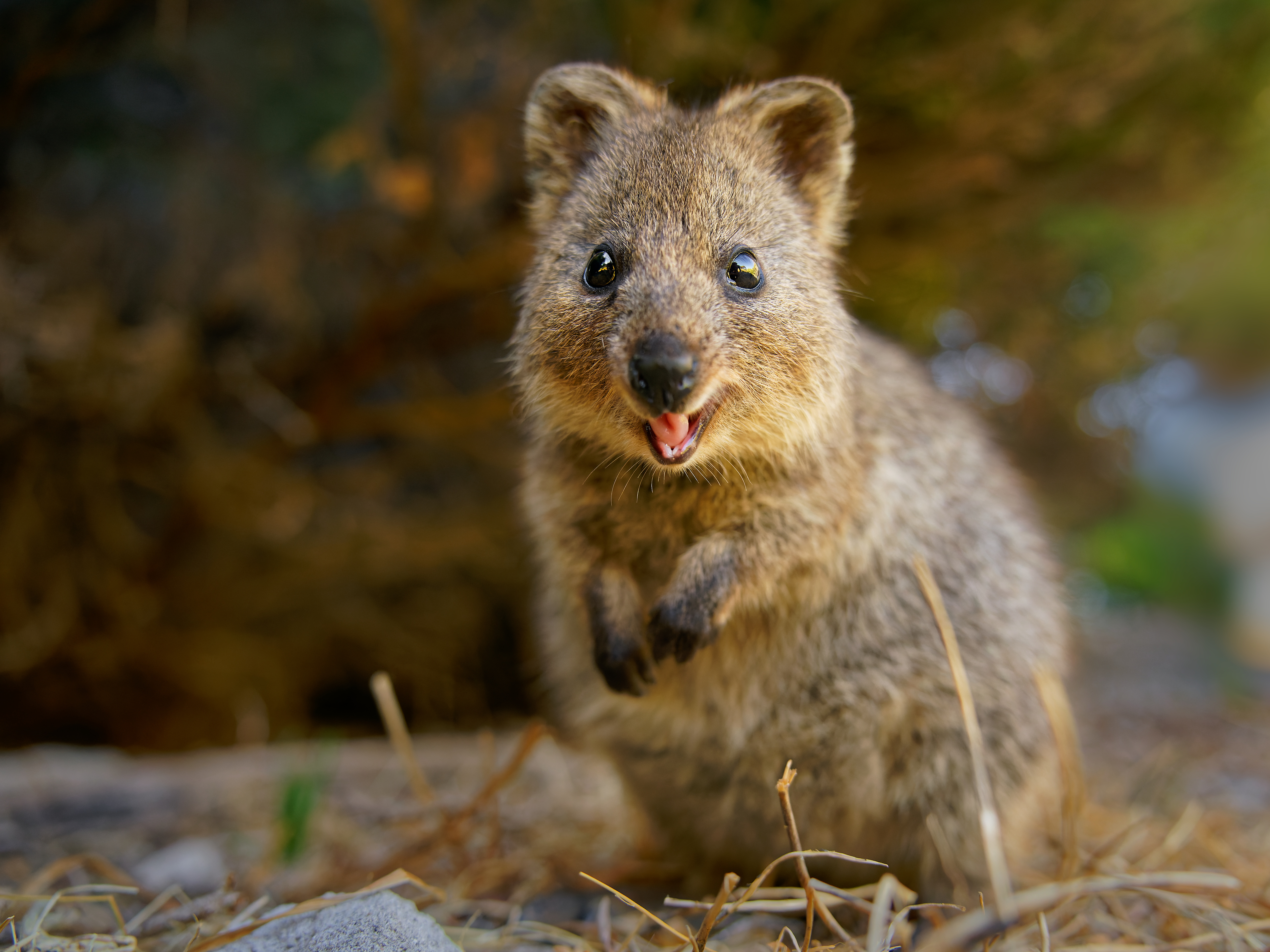 Quokka in natural habitat on Rottnest Island, Australia.