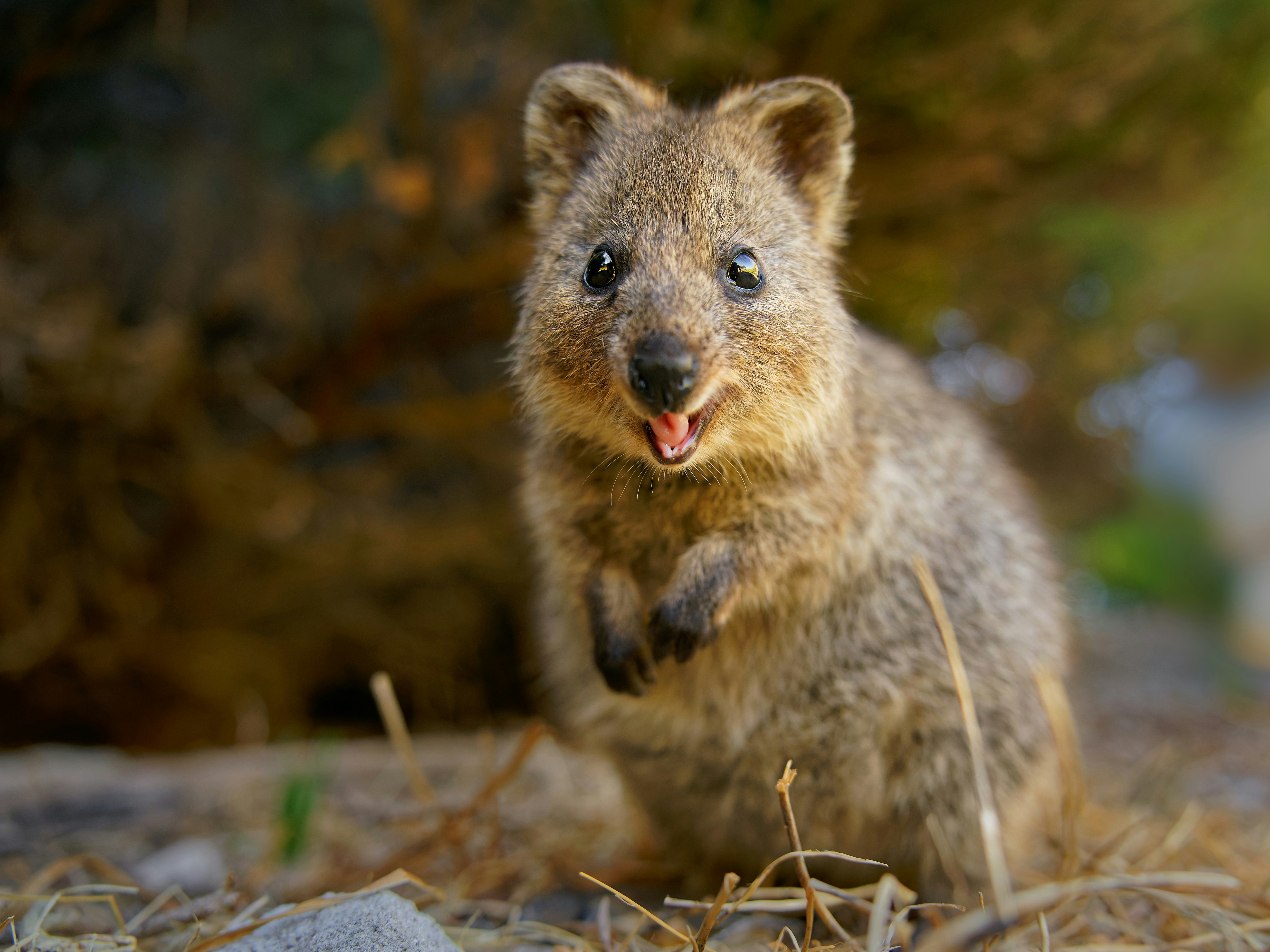 Quokka in natural habitat on Rottnest Island, Australia.