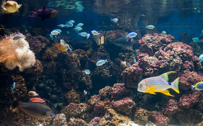 Colorful fish swimming among coral at SEA LIFE London Aquarium.