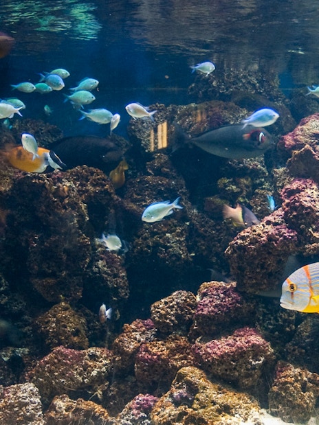 Colorful fish swimming among coral at SEA LIFE London Aquarium.