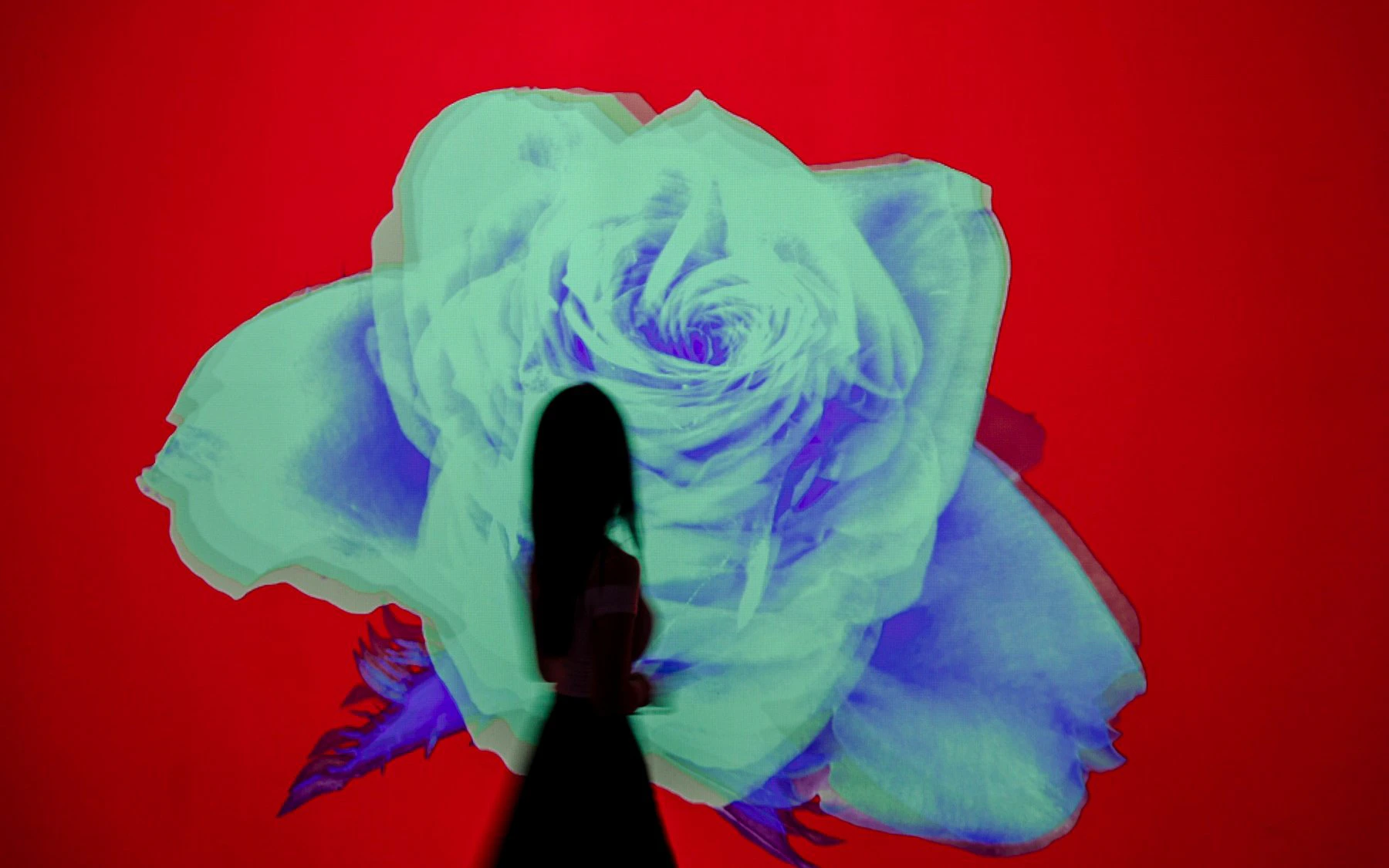 Silhouette in front of digital rose display at Arte Museum, New York.