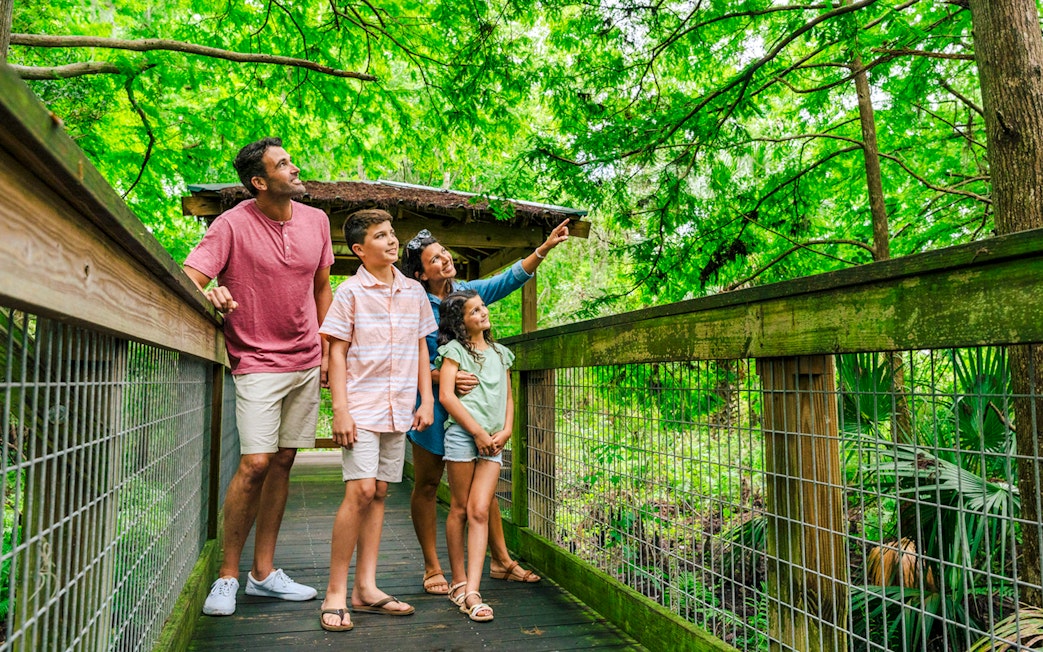 Guests exploring boardwalk in Everglades wildlife park.