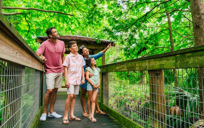 Guests exploring boardwalk in Everglades wildlife park.