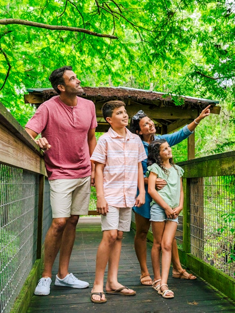 Guests exploring boardwalk in Everglades wildlife park.