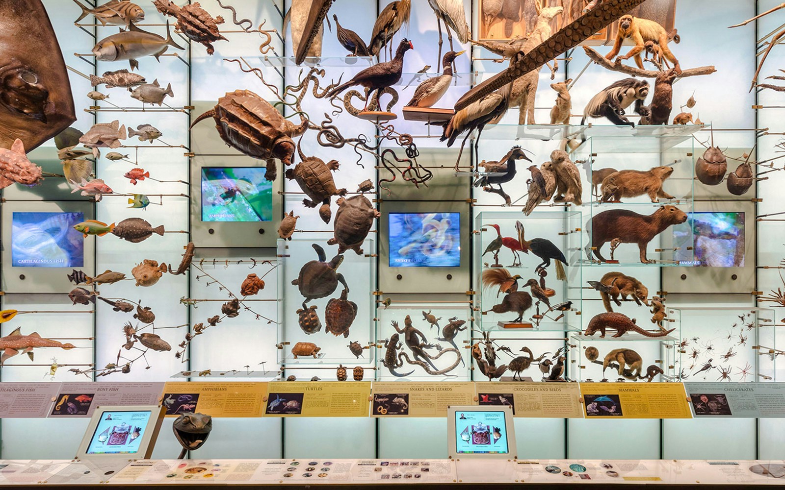 Theodore Roosevelt Hall of Biodiversity exhibit featuring diverse animal species and ecosystems.