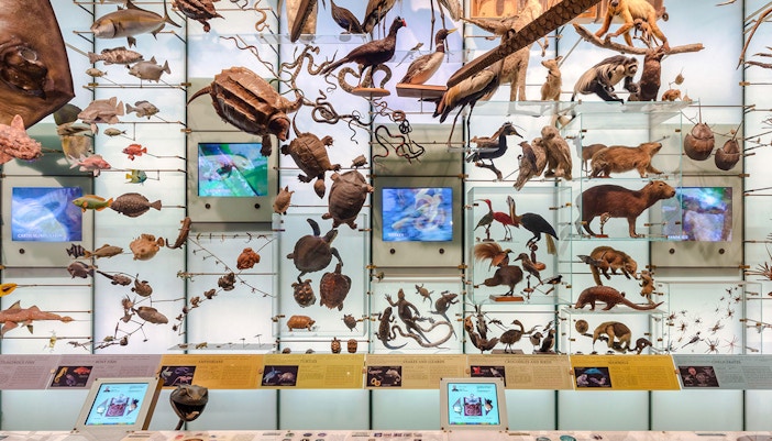 Theodore Roosevelt Hall of Biodiversity exhibit featuring diverse animal species and ecosystems.