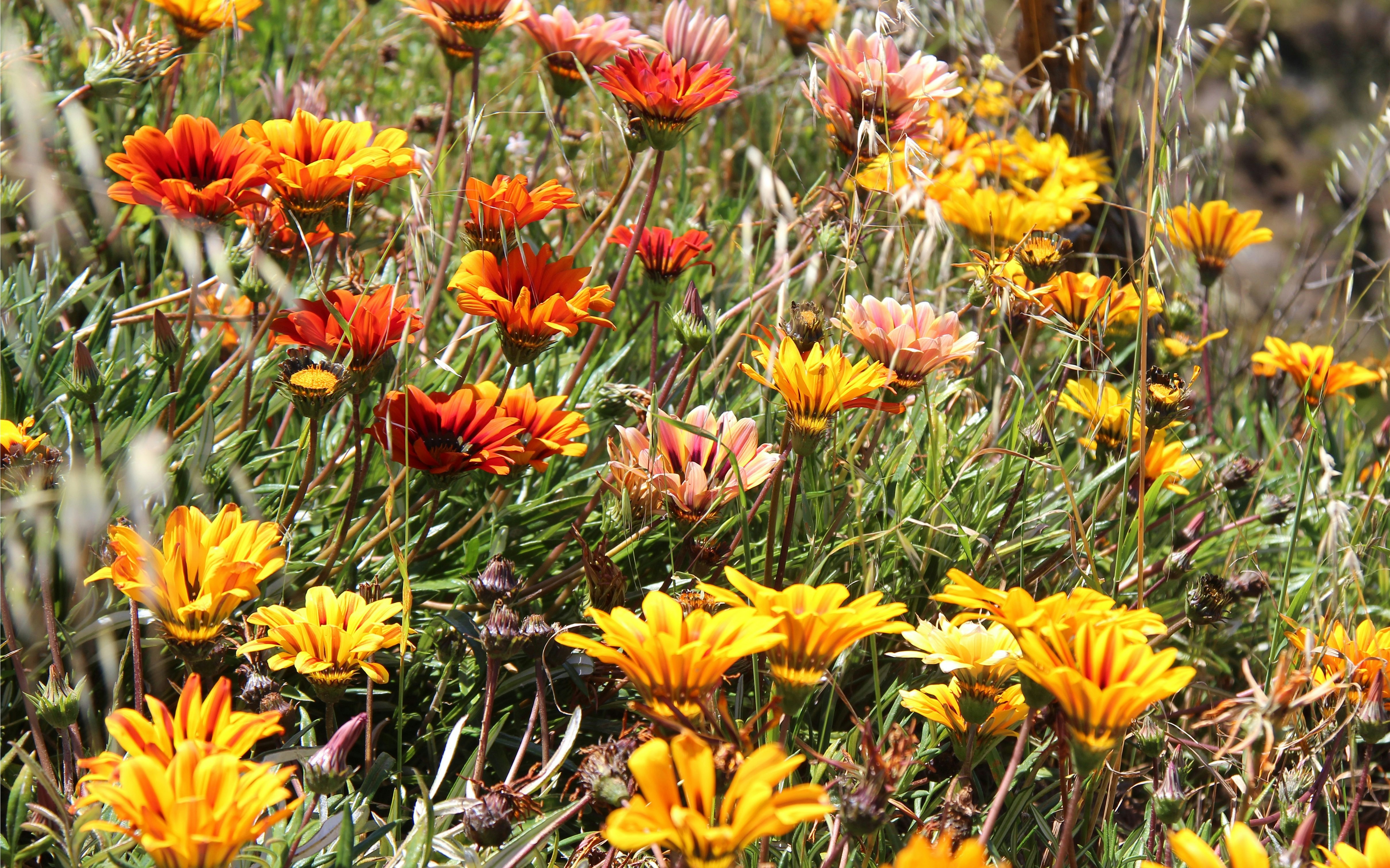Wild flowers blooming on Kangaroo Island.