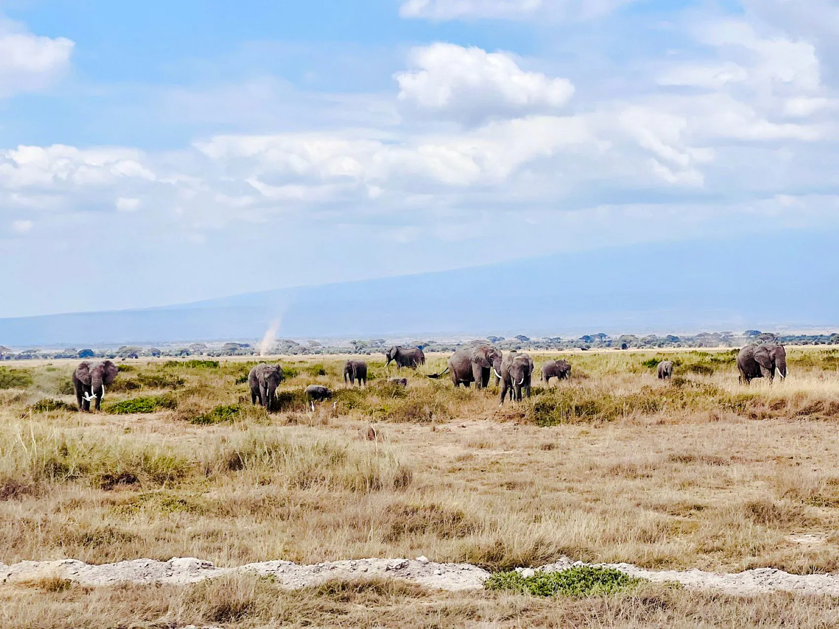 Elephants grazing in Maasai Mara savannah during a 3-day safari from Nairobi.