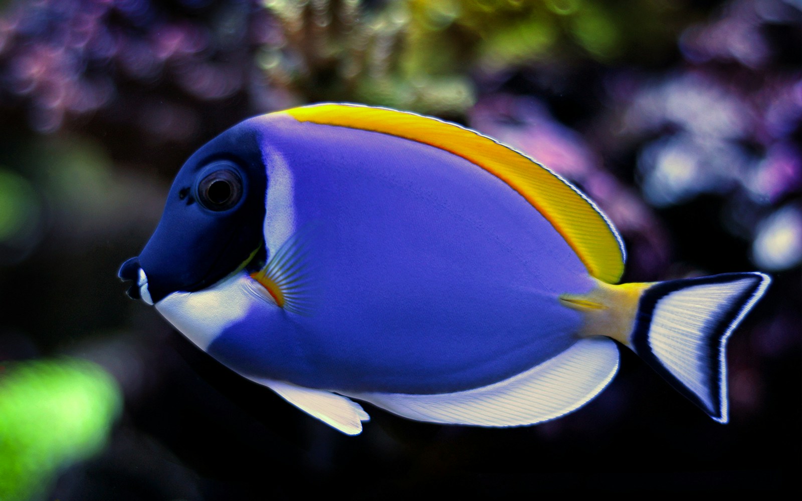 A Blue Tang swimming