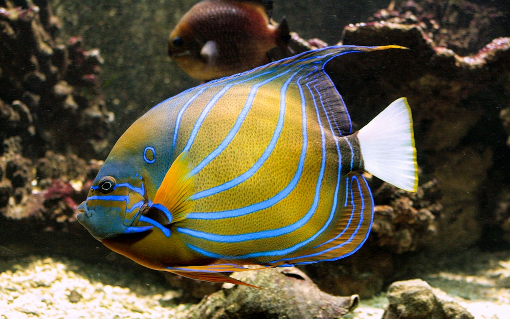 Colorful angelfish swimming in Vasco da Gama Aquarium, Lisbon.