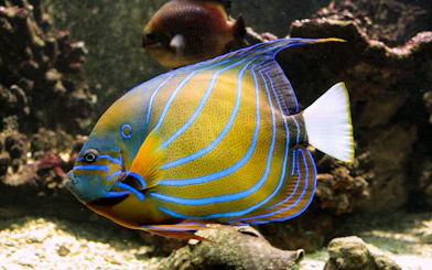 Colorful angelfish swimming in Vasco da Gama Aquarium, Lisbon.