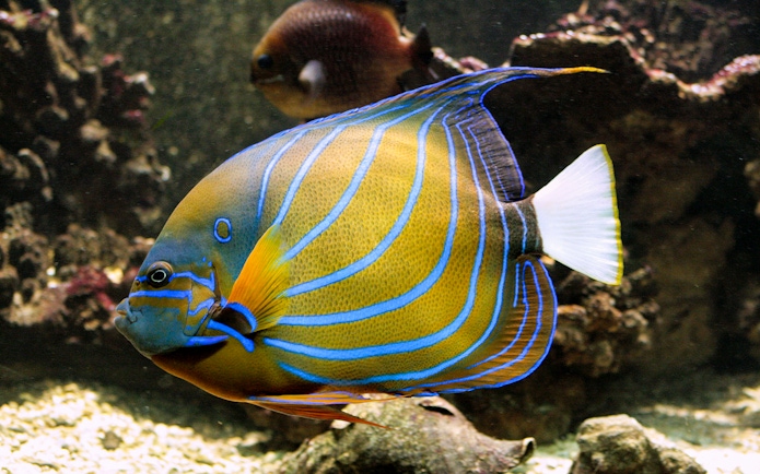 Colorful angelfish swimming in Vasco da Gama Aquarium, Lisbon.