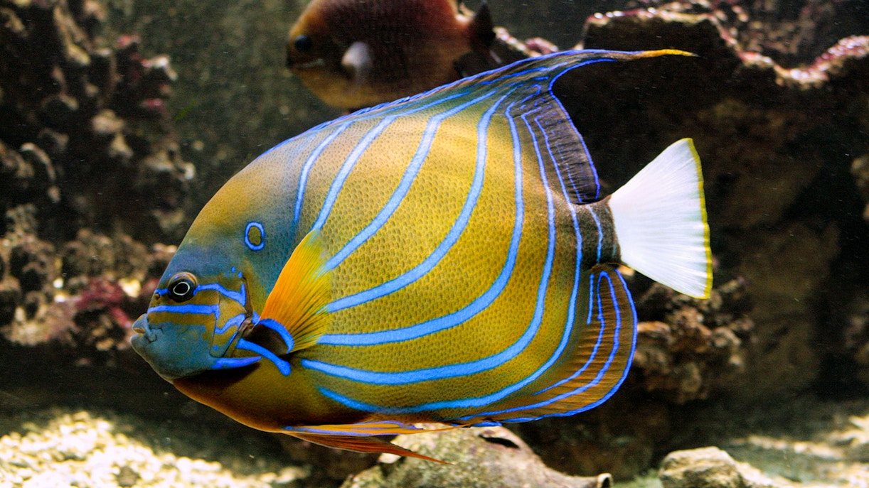 Lisbon Oceanarium