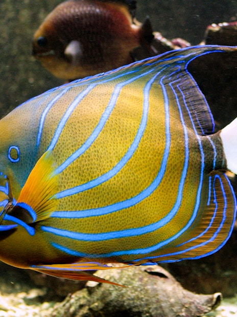 Colorful angelfish swimming in Vasco da Gama Aquarium, Lisbon.