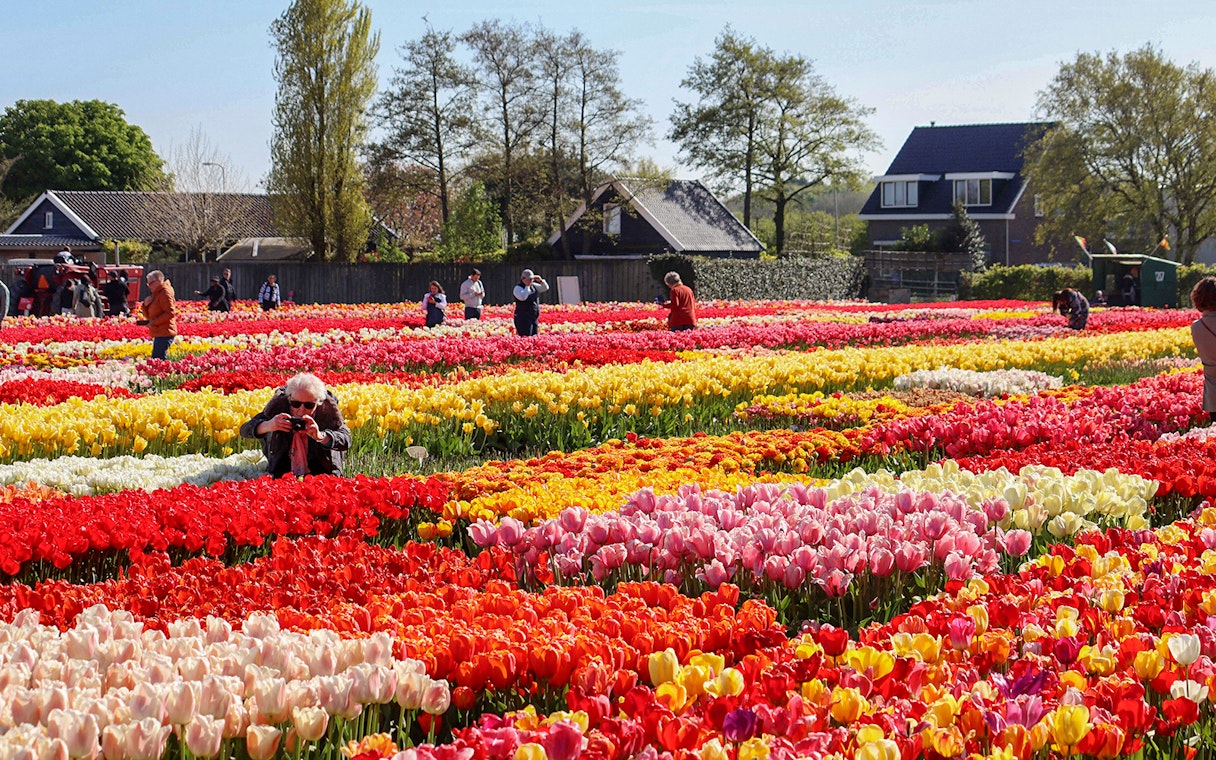 Tourists photographing vibrant tulip fields at Keukenhof Gardens.