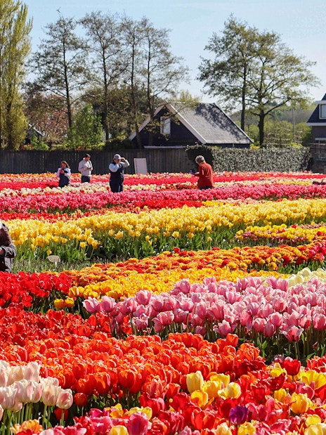 Tourists photographing vibrant tulip fields at Keukenhof Gardens.