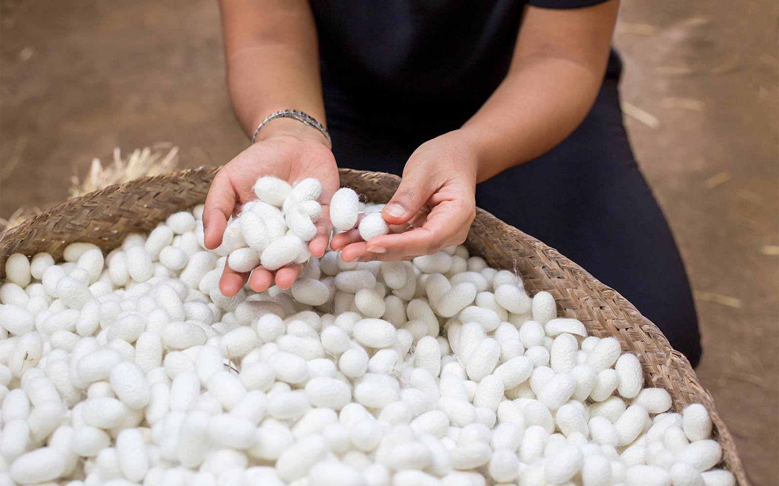 Entopia Penang butterfly garden with vibrant butterflies and lush greenery, Malaysia.